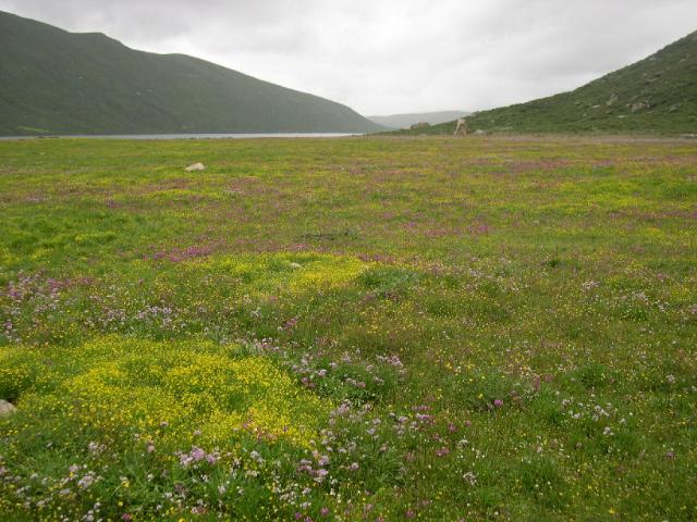 花海