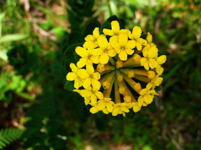 瑞香狼毒（格桑花）