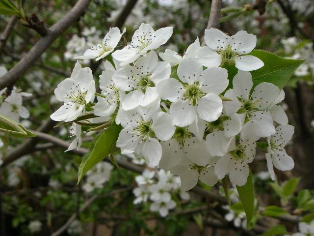 家里的梨花